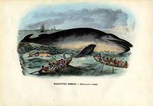 Humpback Whale
