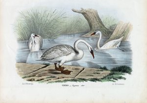 Mute Swan