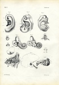 Organ of Hearing, 1863-79