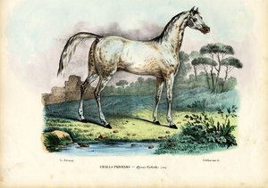Persian Horse
