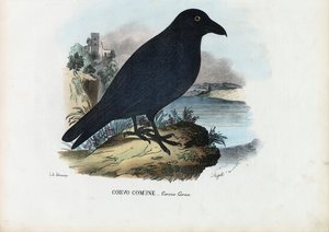 Raven, 1863-79 by Raimundo Petraroja