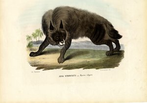 Striped Hyena, 1863-79