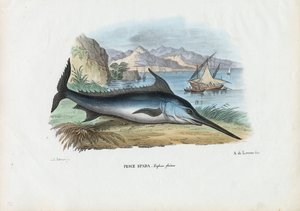 Swordfish by Raimundo Petraroja