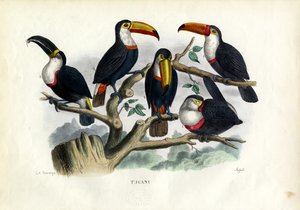 Toucans