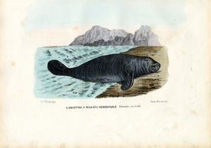 West Indian Manatee, 1863-79