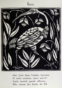 The Ibis, illustration from 