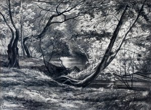 Undergrowth with River