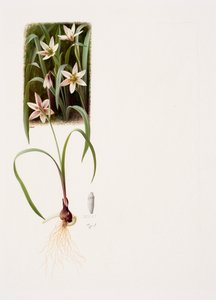 Amana edulis