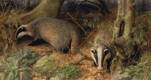 Badgers