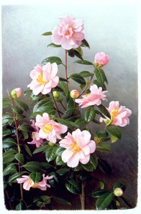Camellia Japonica Variety