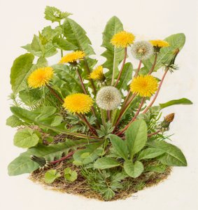 Dandelion, 2004 by Raymond Booth
