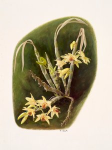 Dendrolium aureum
