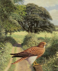 Falcon on Gatepost
