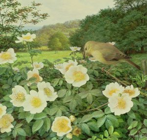 Field Rose and Willow Warbler