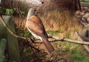 Fieldfares at Eccup, West Yorkshire
