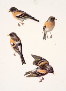 Four Studies of a Brambling