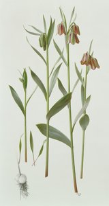 Fritillaria Hermonis Amana