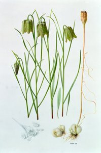 Fritillaria Whittallii by Raymond Booth