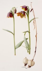 Fritillaria daviesii by Raymond Booth