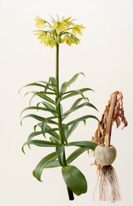 Fritillaria eduardii