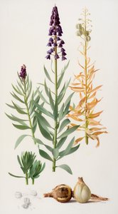 Fritillaria persica