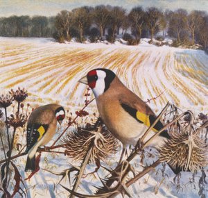 Goldfinch