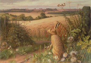 Hare in a Field by Raymond Booth