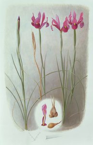 Iris Filifolia by Raymond Booth