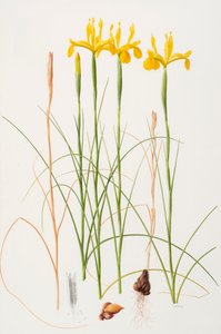 Iris spuria, 2002 by Raymond Booth
