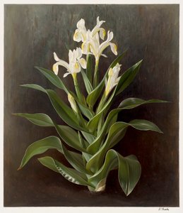 Iris willmottiana alba