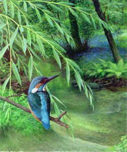 Kingfisher