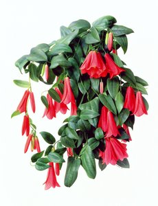 Lapegeria Rosea