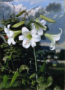 Lilium Emerald