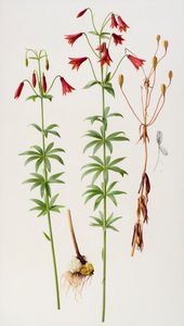 Lilium grayi