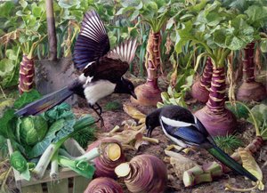 Magpies in the Vegetable Garden