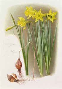 Narcissus Hispanicas Bujei