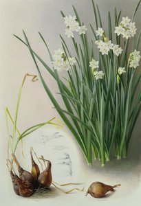 Narcissus Pannizianus
