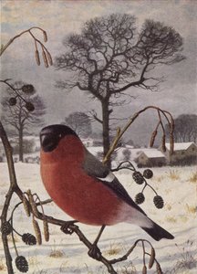 Northern Bullfinch