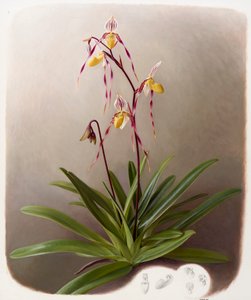 Orchid by Raymond Booth