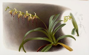 Orchids