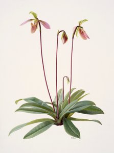 Paphiopedilum appletonianum