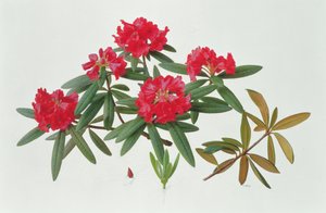 Rhododendron Microgynum