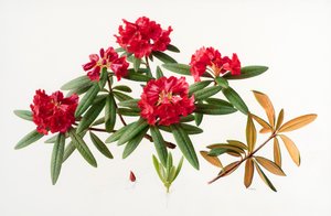 Rhododendron microgynum