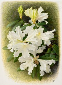 Rhododendron veitchianum, 2004 by Raymond Booth