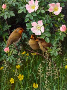 Robin feeding her young