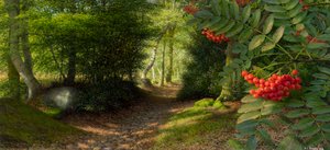 September afternoon at the edge of Adel Woods, 2004 by Raymond Booth