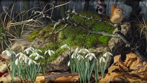 Snowdrops and Wren