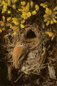 Study of a Wren at its Nest in a Gorse Bush