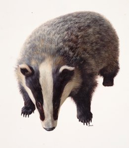 Study of a Badger by Raymond Booth