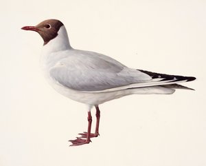 Study of a Black-headed Gull